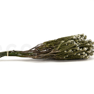 Cotone Phylica preservato - Bouquet - Crema