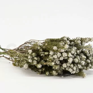 Coton Phylica stabilis&eacute;