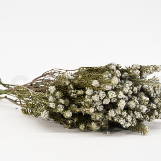 Phylica cotton Stabilized - Bouquet - Cream