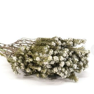Cotone Phylica stabilizzato - Bouquet - Crema