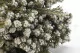 Coton Phylica stabilis&eacute; 2