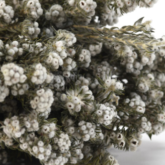 Phylica cotton Preserved - Bouquet - Cream