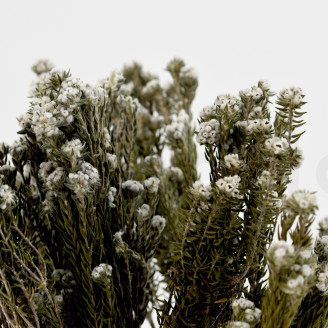 Cotone Phylica stabilizzato - Bouquet - Crema