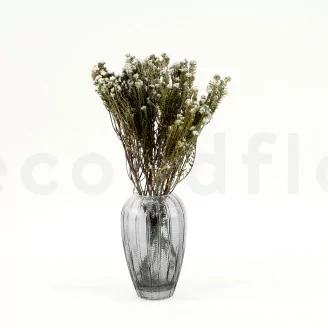 Coton Phylica stabilis&eacute;