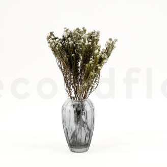 Cotone Phylica preservato - Bouquet - Crema