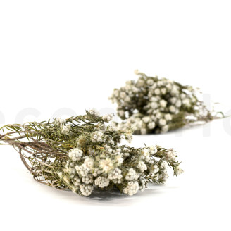 Phylica cotton Stabilized - Bouquet - Cream