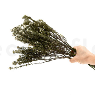 Cotone Phylica stabilizzato - Bouquet - Crema