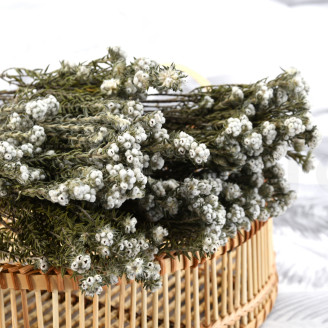 Coton Phylica stabilisé - Bouquet - Crème