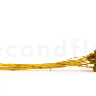 Craspedia stabilis&eacute; Honey Yellow