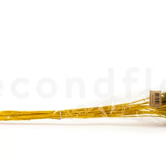 Craspedia stabilis&eacute; Honey Yellow