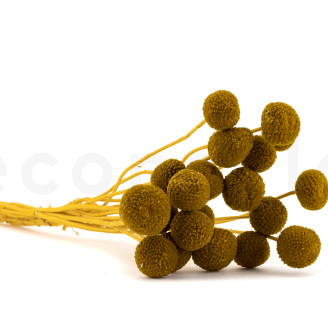 Craspedia Stabilis&eacute; - Bouquet - Honey Yellow