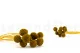 Craspedia preservada Honey Yellow 5