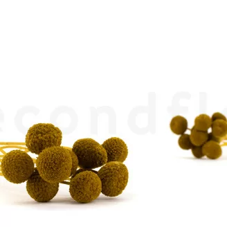 Craspedia stabilis&eacute; Honey Yellow