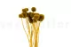 Craspedia preservata Honey Yellow 4