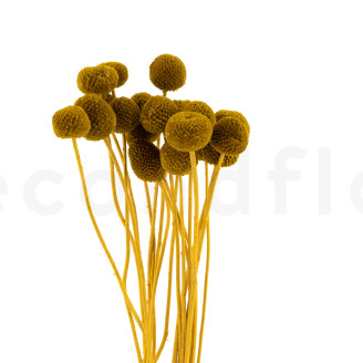 Billy Buttons Preserved - Bouquet - Honey Yellow