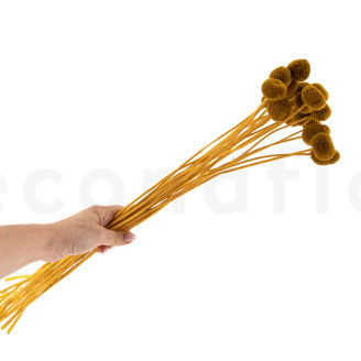 Billy Buttons Preserved - Bouquet - Honey Yellow