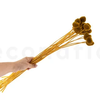 Craspedia stabilis&eacute; Honey Yellow
