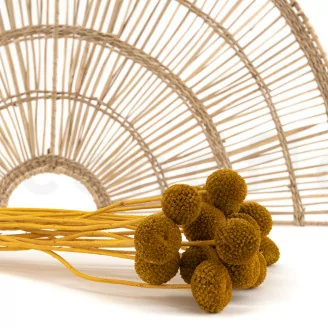 Craspedia stabilis&eacute; Honey Yellow