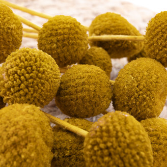 Billy Buttons Preserved - Bouquet - Honey Yellow