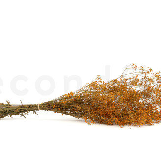 Gipsofila Preservada - Naranja