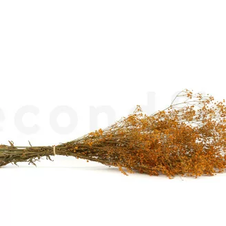 Preserved Gypsophila Orange