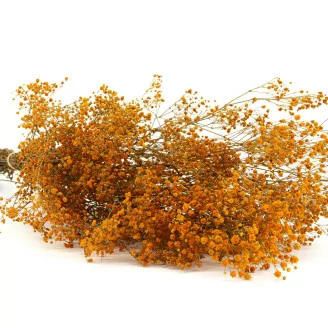 Preserved Gypsophila Orange