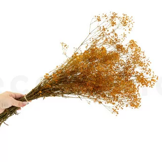 Preserved Gypsophila Orange
