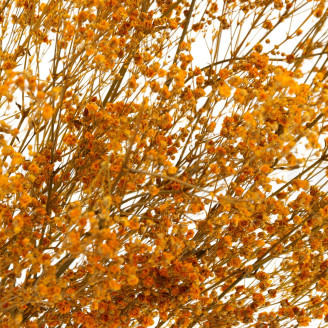 Gypsophila Preservata - Arancione