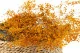 Gypsophile stabilis&eacute; Orange 4
