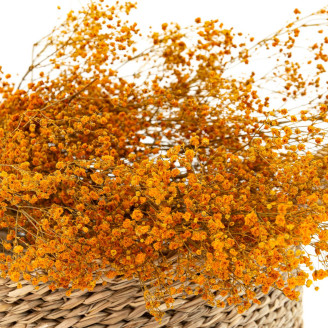 Gipsofila Preservada - Naranja