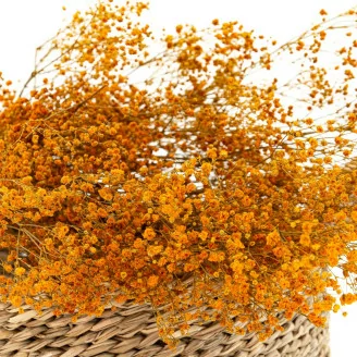 Preserved Gypsophila Orange