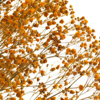 Gypsophile Stabilisé - Orange