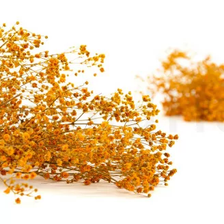 Preserved Gypsophila Orange