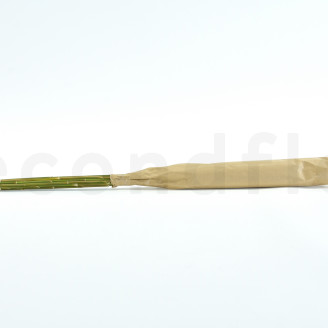 Preserved Pampa Grass - Ivory