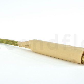 Pampa Grass Preservada - Marfil