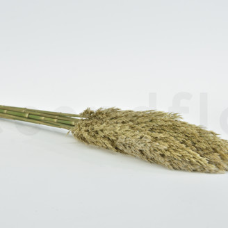 Preserved Pampa Grass - Ivory