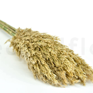 Pampa Grass stabilisée - Ivoire