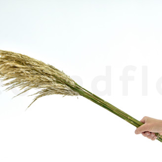 Pampa Grass stabilisée - Ivoire