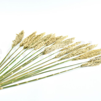Stabilisierte Pampa Grass - Elfenbein