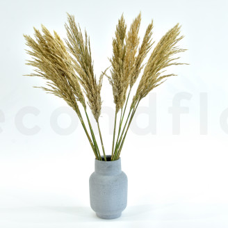 Pampa Grass stabilisée - Ivoire