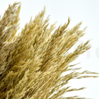 Pampa Grass preservata - Avorio