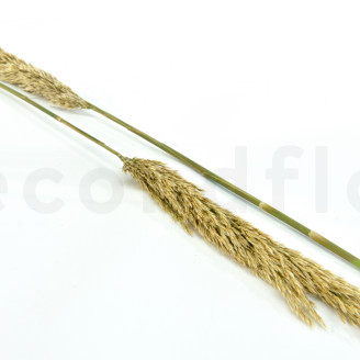 Pampa Grass stabilisée - Ivoire