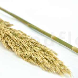 Pampa Grass stabilisée - Ivoire