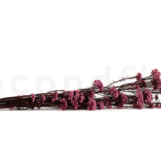 Diosmi préservé - Bouquet - Rose Clair