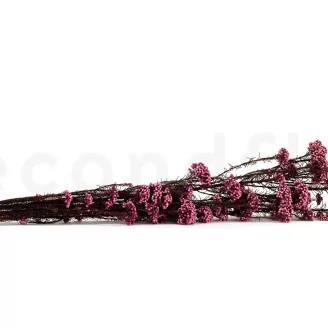Diosmi stabilizzato Rosa chiaro