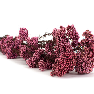 Diosmi Preserved - Bouquet - Light Pink