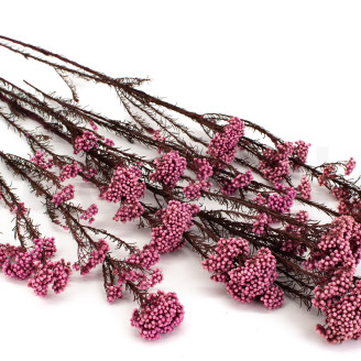 Diosmi preservado - Ramo - Rosa claro