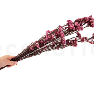 Diosmi Stabilis&eacute; - Bouquet - Rose Clair