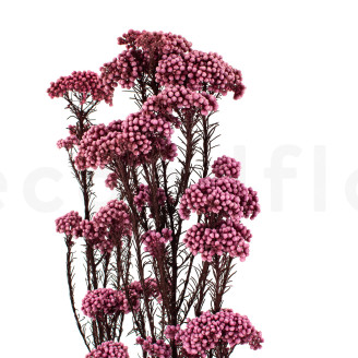 Diosmi Preserved - Bouquet - Light Pink