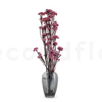 Diosmi stabilizzato - Mazzo - Rosa chiaro